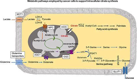 Frontiers | Extracellular Citrate Fuels Cancer Cell Metabolism and Growth