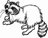 Free Raccoon Coloring Pages sketch template