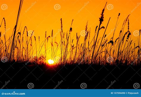 Wild Grassland at Sunset Time. Black Silhouette of Grass and Orange ...