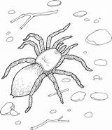 Spider Coloring Page Printable sketch template