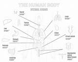 Printable Human Internal Organs Coloring Page  Mimi Panda sketch template