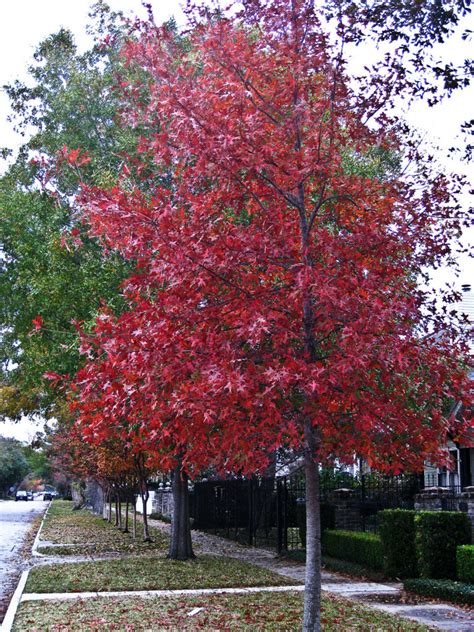 texas_red_oak_5 – La Tejana Tree Sales