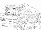 Water Buffalo coloring Page  Free Printable Coloring Pages sketch template