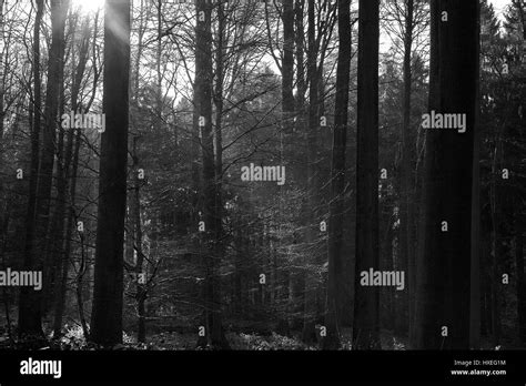 Dark dense forest hi-res stock photography and images - Alamy