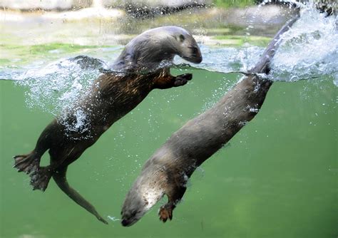 These five facts will make you fall even more in love with Sea Otters ...