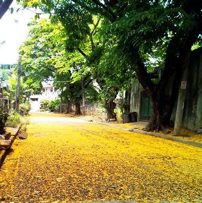 Carpet of Narra Tree flowers | Middle grade books, Flowers, Making friends