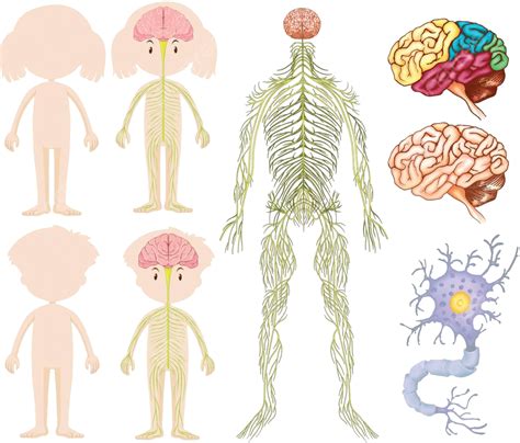 Anatomy Of Little Boy And Girl Human Body Illustration Cell Vector, Human Body, Illustration ...