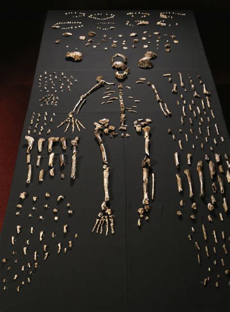 Homo naledi and the Chamber of Secrets | Discover Magazine