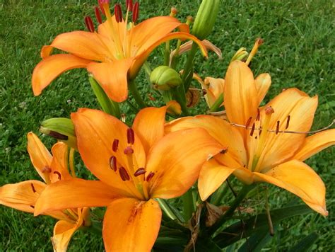 Orange Daylily | Day lilies, Backyard landscaping, Flowers