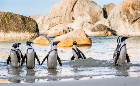 Private Cape Town and Penguins at Boulders Beach Tour - Cape Town | Project Expedition