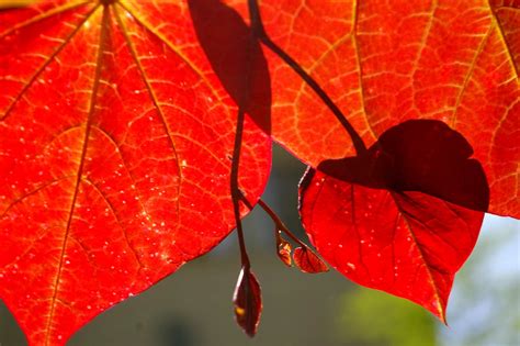 Free stock photo of fall leaves, red