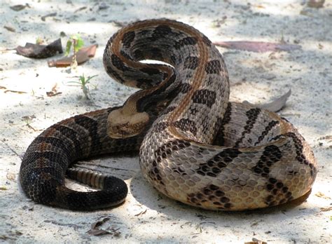 Poisonous Snakes | Wild Life Adventures