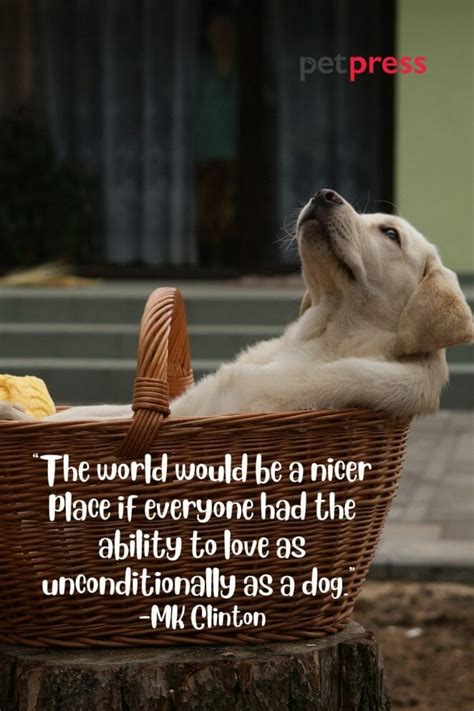 Celebrate Happiness With These 50+ Adorable Puppy Love Quotes