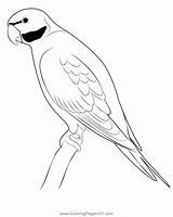 Parrot Coloring Page For Kids  Free Parrots Printable Coloring Pages sketch template