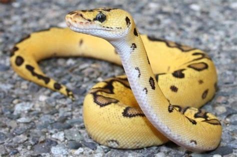 Top 15 Non Venomous Snakes Interesting Facts That You Must Know | Images and Photos finder