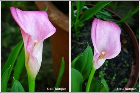 Wszystko o Kwiatach - KALIA / All about Flowers -CALLA - @dedarknes — Steemit