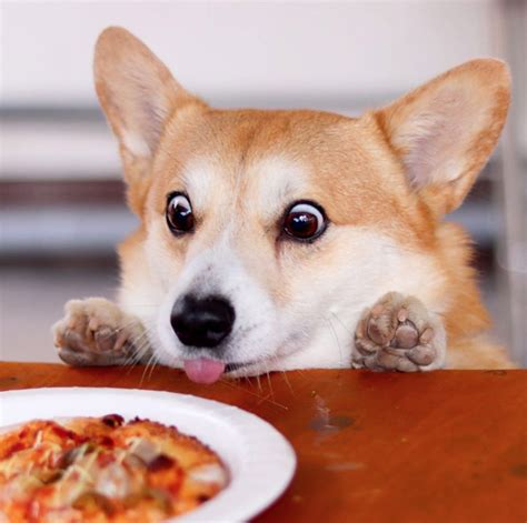 Here Are 10 Photos Of The Most Expressive Corgi Known To Man. Enjoy! | FaithHub