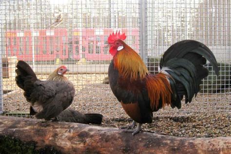 Dutch Bantam Chicken: Small yet Mighty Egg Producers