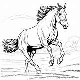 Horse Jumping Coloring Pages  Free & Printable sketch template