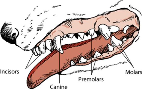 Free Dog Teeth Cliparts, Download Free Dog Teeth Cliparts png images ...