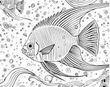 Printable Angelfish Coloring Sheets For Kids sketch template