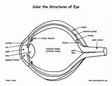 Eye Anatomy Coloring sketch template