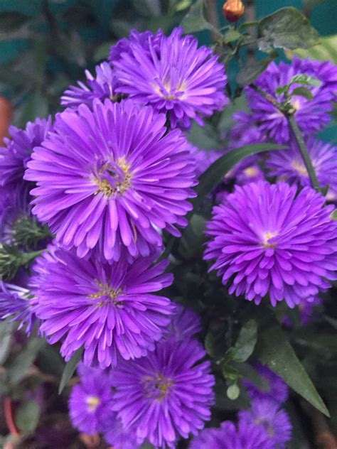 Violeta Purple Flowers, Cottage, Plants, Beautiful, Cottages, Plant, Cabin, Planets, Cabins