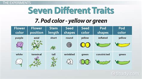 Gregor Mendel's Experiments & Discovery - Video & Lesson Transcript | Study.com