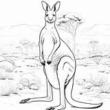 Kangaroo Coloring Pages 13  Coloring Gem sketch template