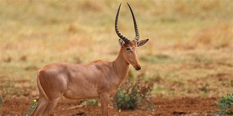 Amazing : Hirola (Also Known as Hunter’s Hartebeest)