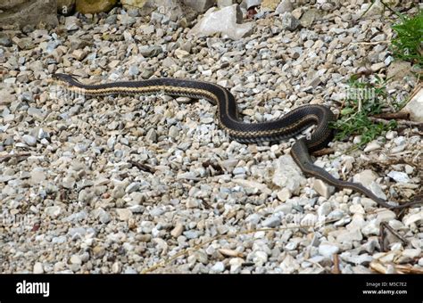 A slithering butlers garter snake moves across a rocky path in Michigan ...