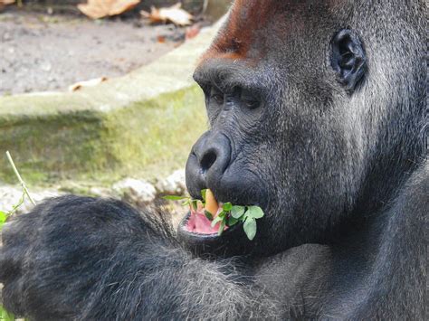 Lowland Gorilla Eating Leaves Photograph by Lisa Crawford