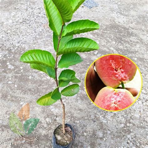 Jual Bibit Jambu Kristal Merah Tanpa Biji | Agro Bibit ID