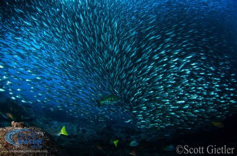 Photographing schooling fish, tips and tutorial - Underwater Photography Guide