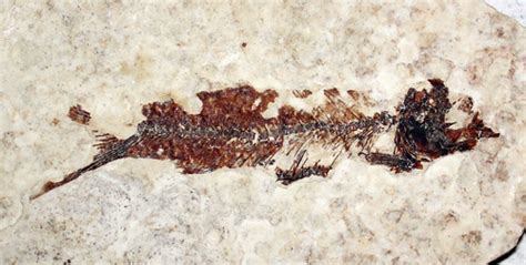 Fossil fish (Fossil Butte Member, Green River Formation, L… | Flickr