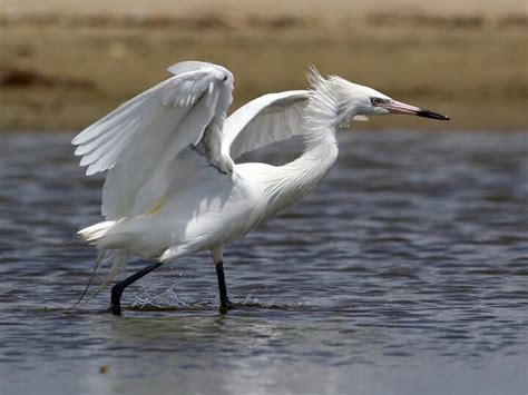 Great Egret Vs Snowy Egret