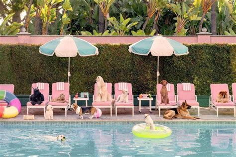 Gray Malin Pool Day, The Beverly Hills Hotel | Beverly hills hotel, Pool days, Hotel