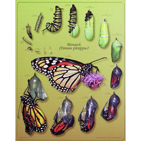 Butterfly Life Cycle For Teachers Perfect For Grades - vrogue.co