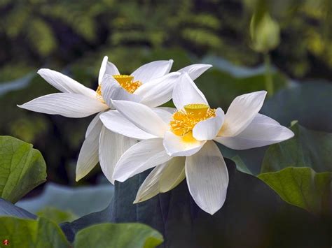 FROM THE GARDEN OF ZEN: Sacred lotus flowers: Tsurugaoka-hachimangu
