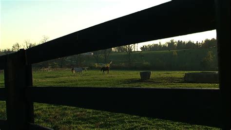 white fence horses grazing 2 Stock Footage Video (100% Royalty-free) 2221420 | Shutterstock