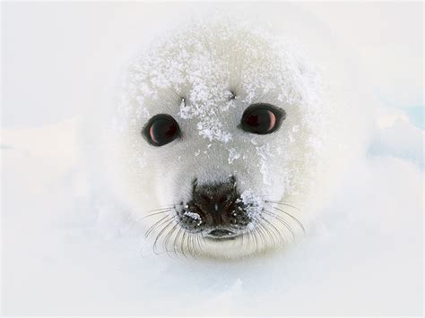 What Do Baby Seals Look Like - Infoupdate.org