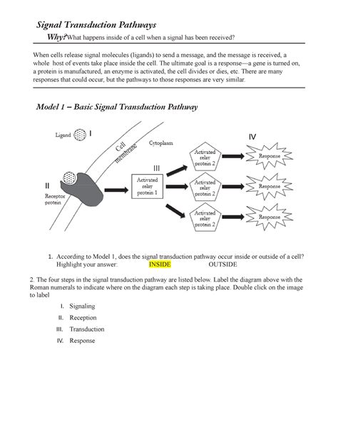 Signal Transduction Pathway Worksheets | sexiezpix Web Porn