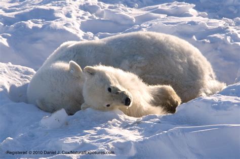 Starving polar bear family, two cubs die, most likely due to climate change