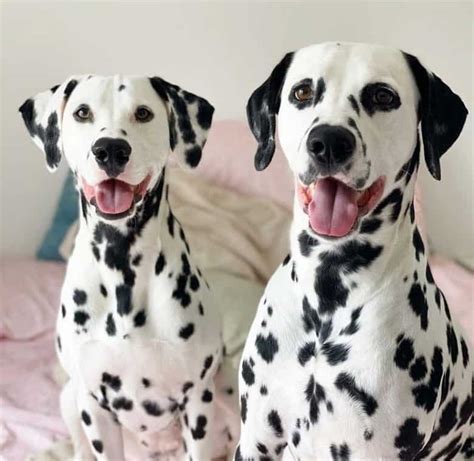 Dalmatians: Get to Know Regal Firehouse Dog - K9 Web