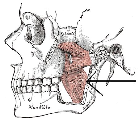 Medial Pterygoid Muscle | Origin, Anatomy & Function | Study.com