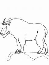 Mountain Goat Outline Coloring Pages  Color Luna Mountain goat sketch template