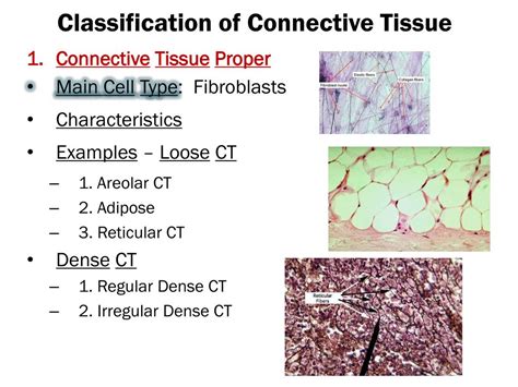 Connective Tissue Types