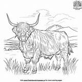Majestic Highland Cow Coloring Pages For Creative Fun sketch template