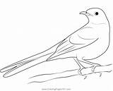 Mockingbird Coloring Page sketch template
