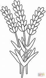 Coloriage  Lavande Coloriages à Imprimer Gratuits sketch template